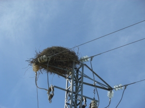 Usually stork nests are on churches but today I saw one on a power pylon 