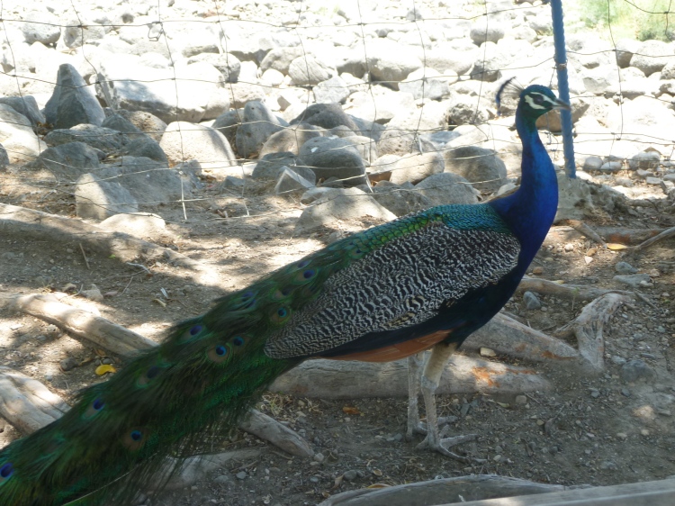 And there are peacocks walking around Capernaum and Tabgha